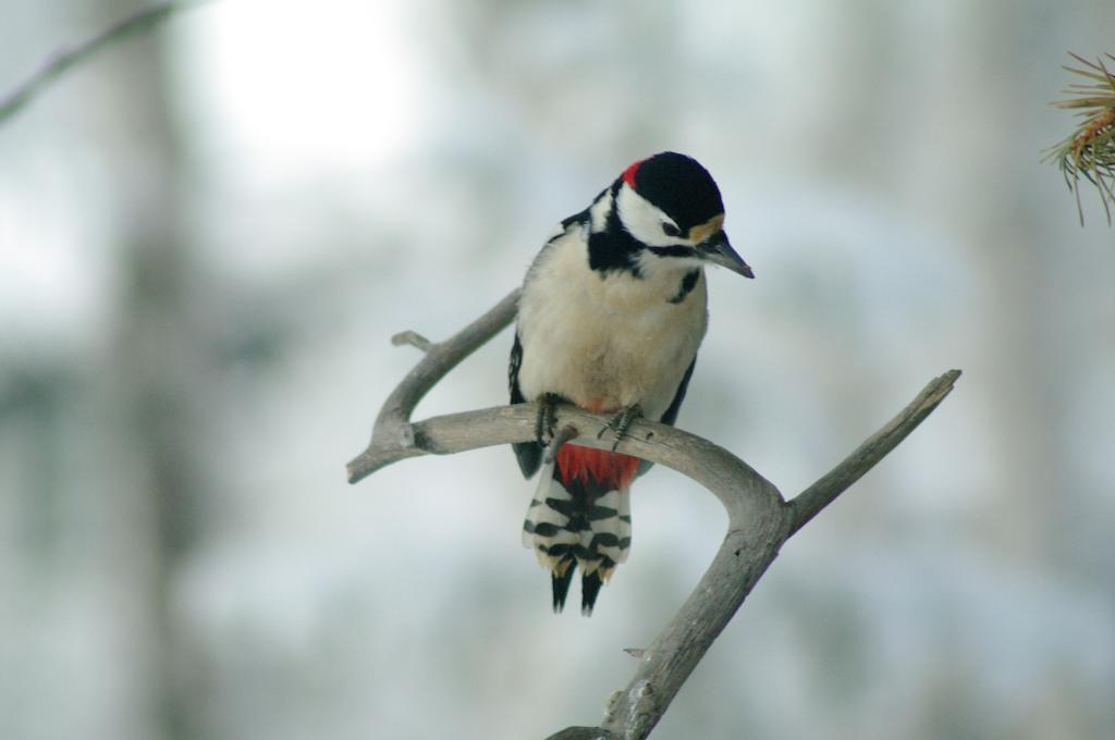 Birk Bed & Birds Bed & Breakfast Svanvik Dış mekan fotoğraf